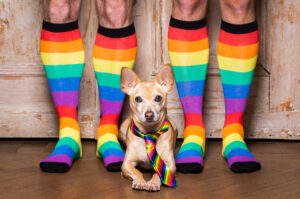 Image: Dog with rainbow tie laying on brown wooden floor between two people wearing rainbow socks